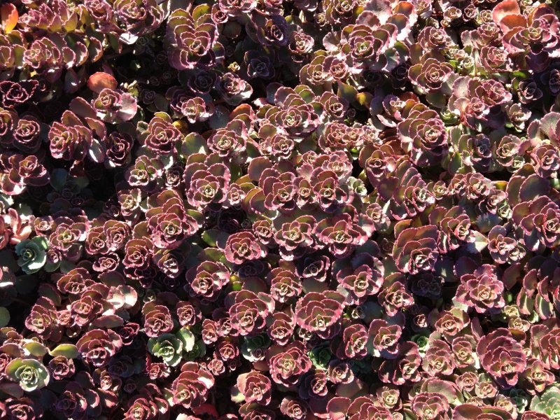 Седум coccineum