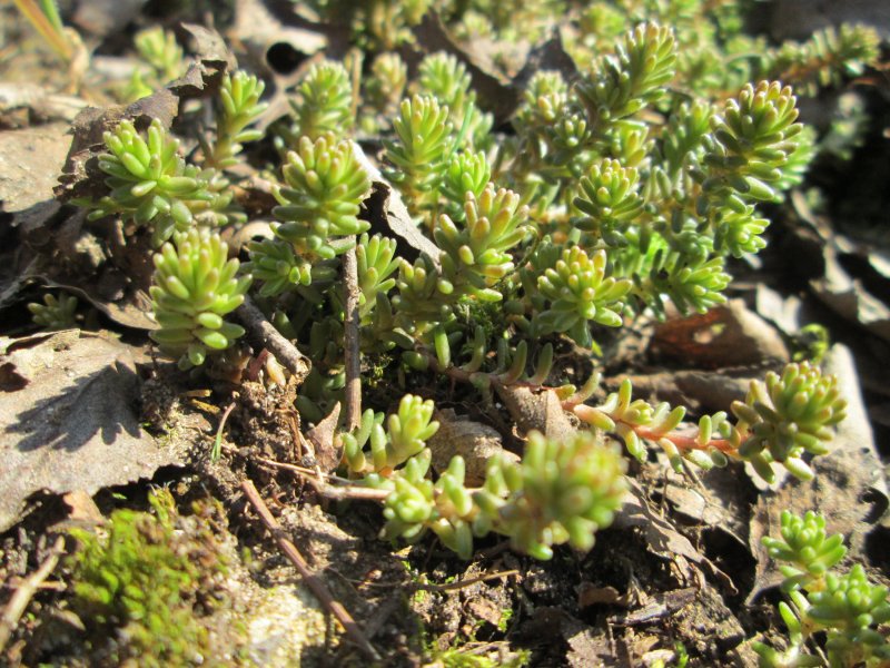 Sedum telephium sonore