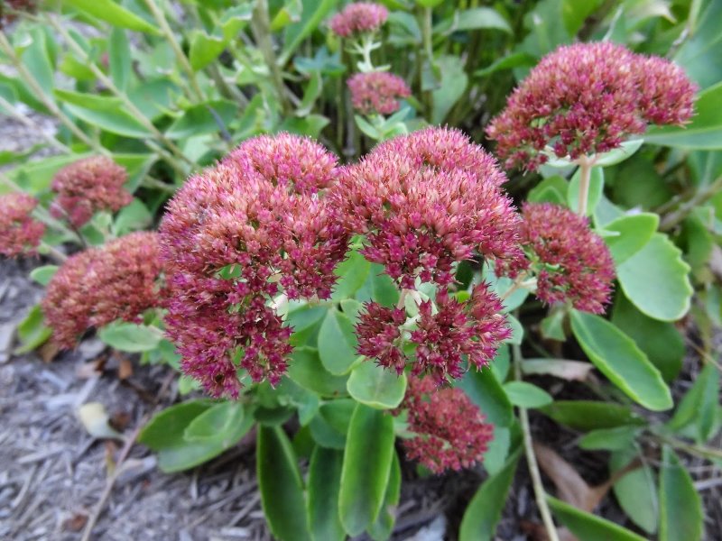 Очиток телефиум (Sedum telephium `Munstead Dark Red`)