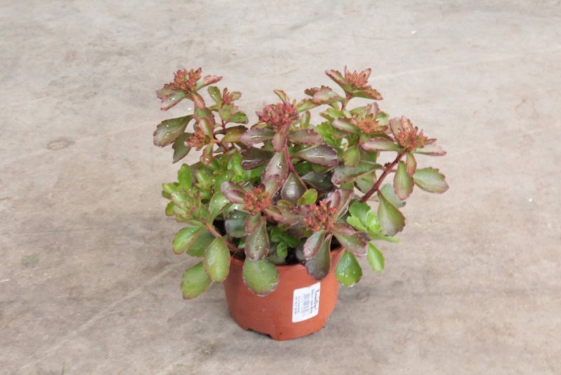 Sedum spurium Dragons Blood