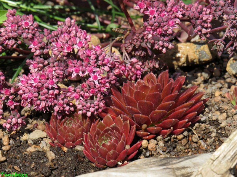 Молодило Sempervivum Reinhard