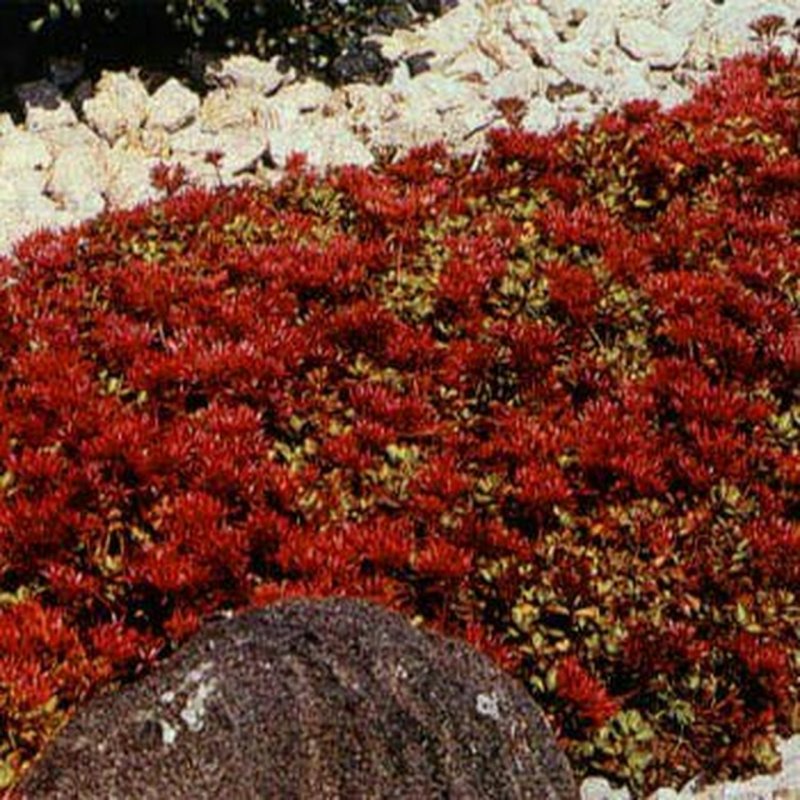 Родиола розовая Rhodiola rosea