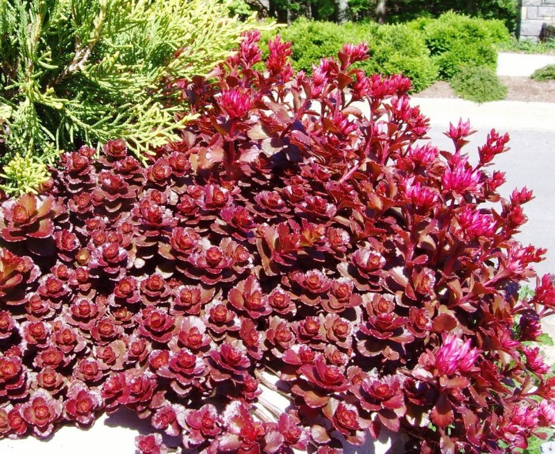 Sedum spurium 'Voodoo'