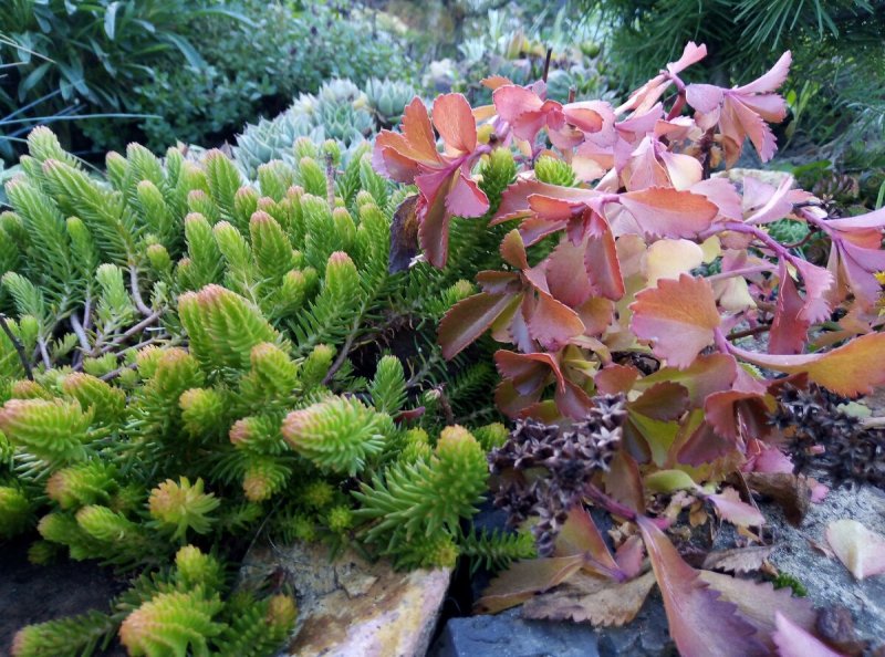 Седум Сталхи Sedum