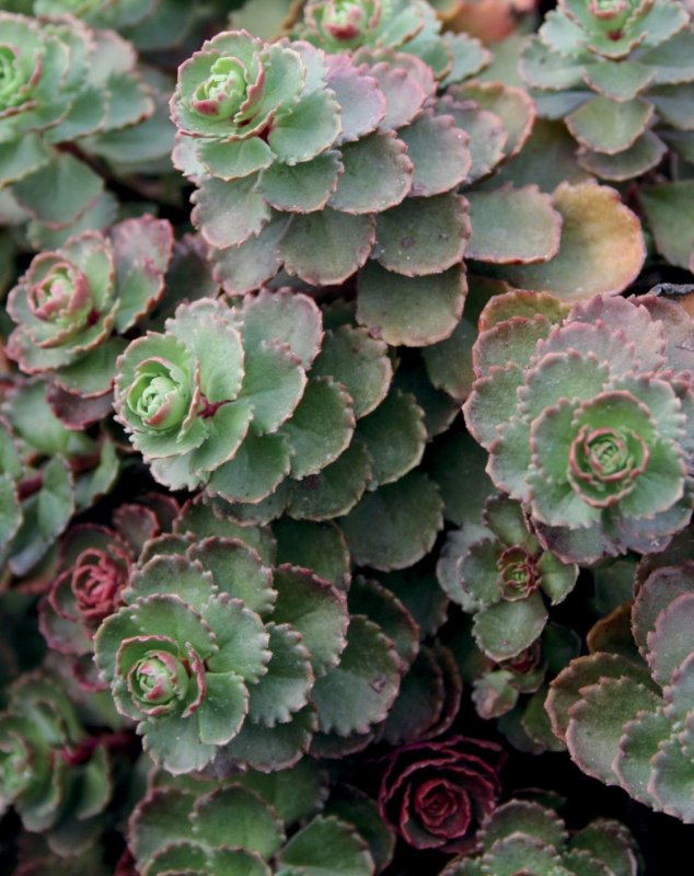 Седум Sedum spurium Dragons Blood