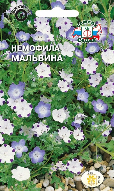Немофила дискоидалис