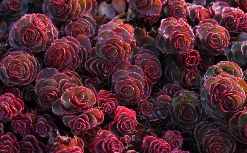 Sedum spurium Dragons Blood