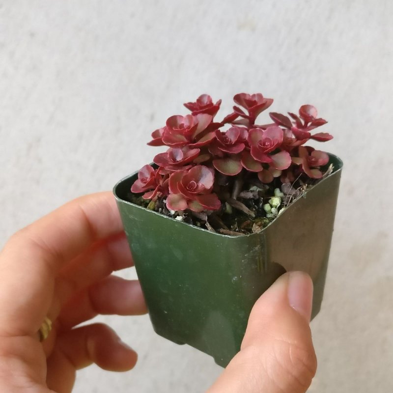 Sedum spurium 'Voodoo'