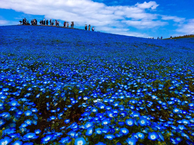 Nemophila группа