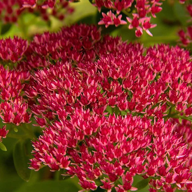 Очиток шестигранный (Sedum sexangulare)