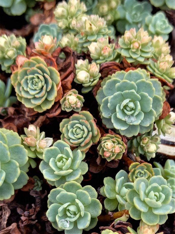 Очиток Вайнберга (Sedum weinbergii