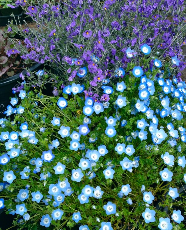 Saki Nemophila