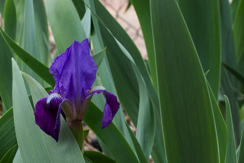 Iris versicolor (Iris) d2