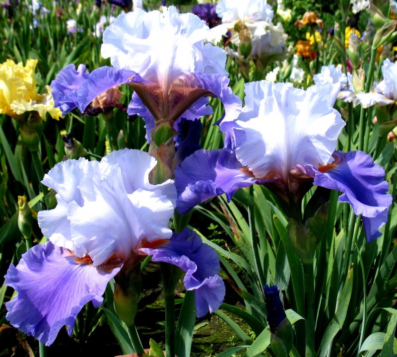 Iris subg. Iris