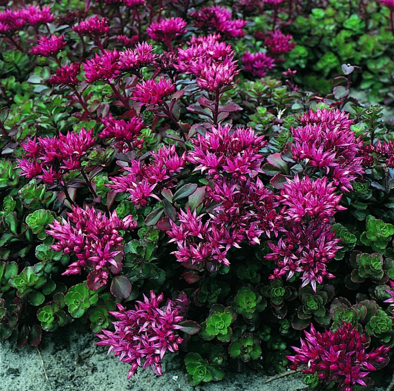 Седум Sedum spurium "Fuldaglut"