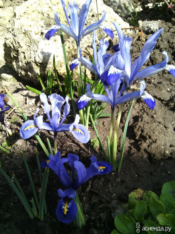 Ирис all about Blue
