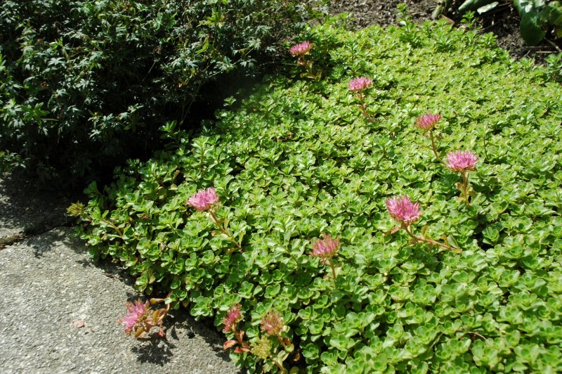 Очиток Sedum spurium 'Tricolor'