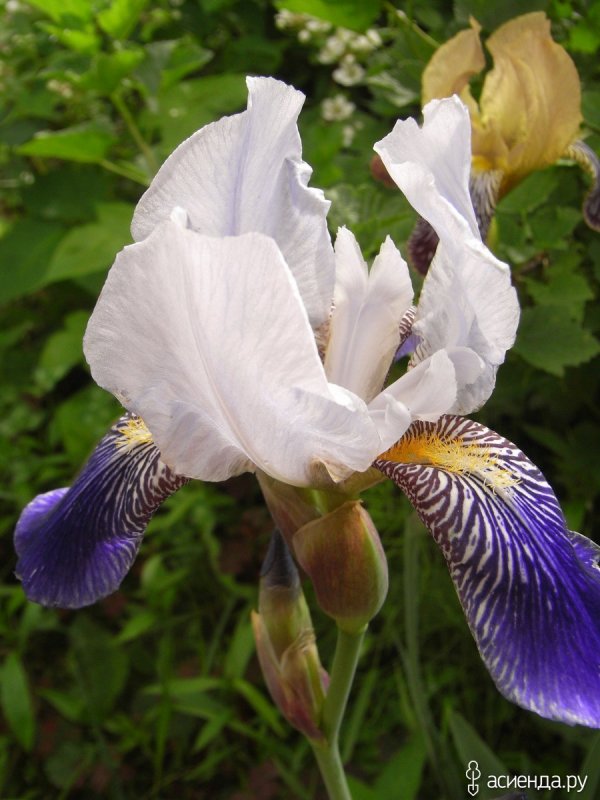 Ирис Iris sibirica Ewen