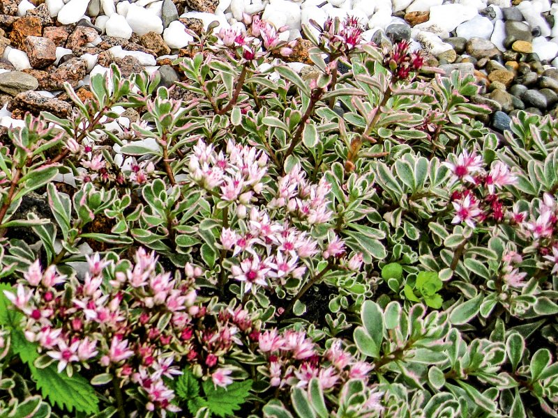 Очиток Sedum spurium 'Tricolor'