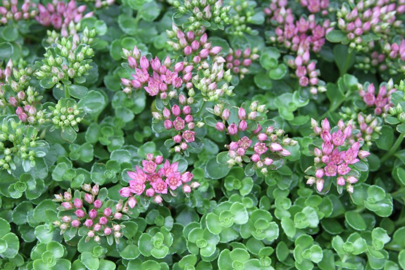 Sedum spurium 'Tricolor'