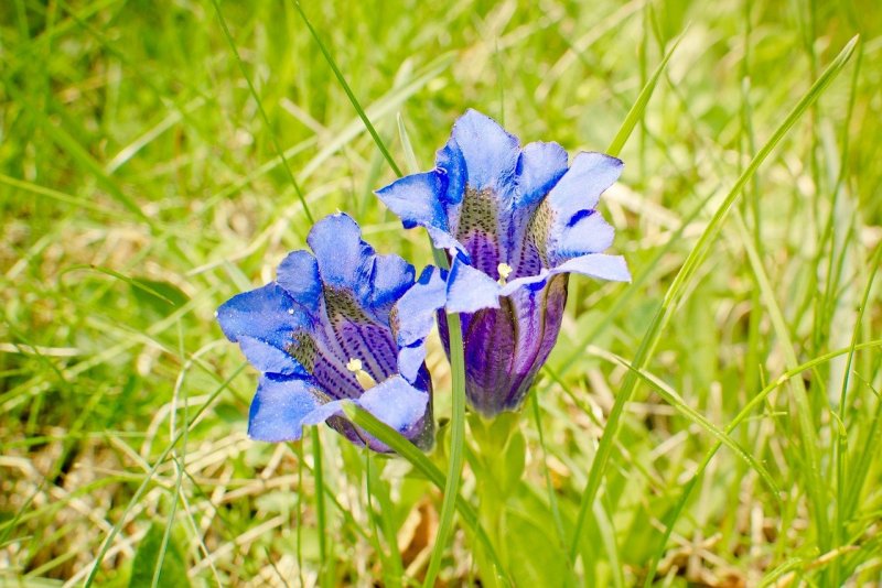 Ирис sibirica Ewen
