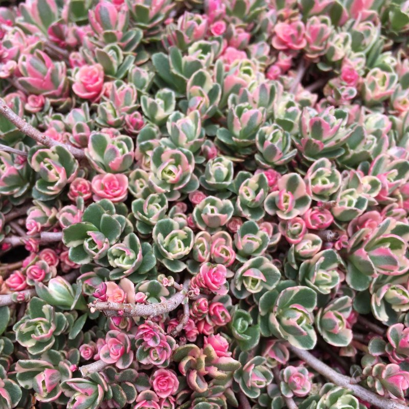 Очиток ложный 'Tricolor'