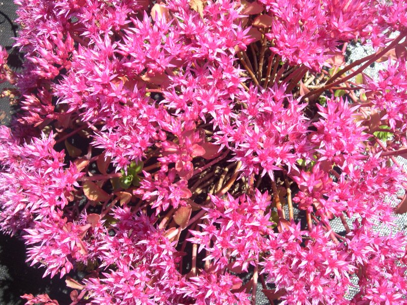 Sedum spurium Fuldaglut