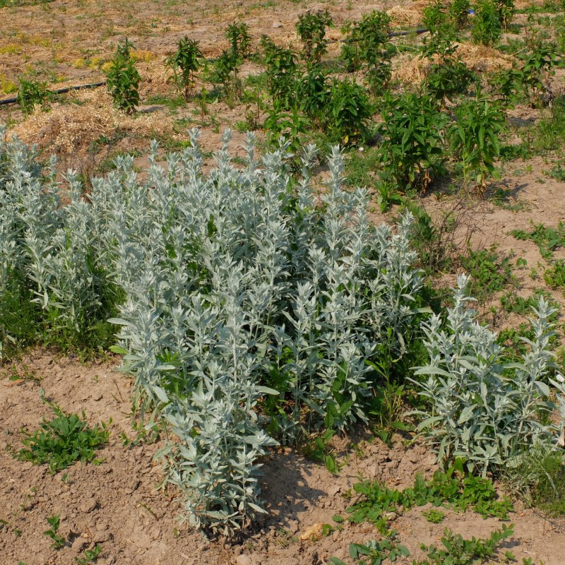 Полынь пурша (Artemisia purshiana)