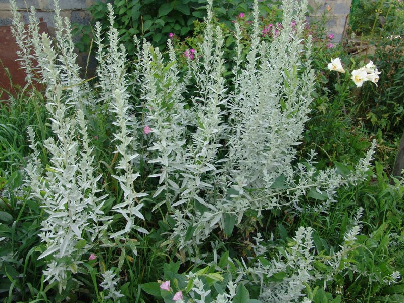 Artemisia californica Полынь