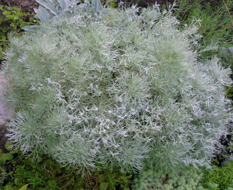 Полынь Лерха (Artemisia lercheana)