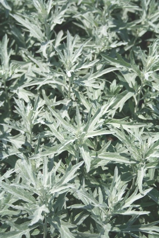 Artemisia californica Полынь