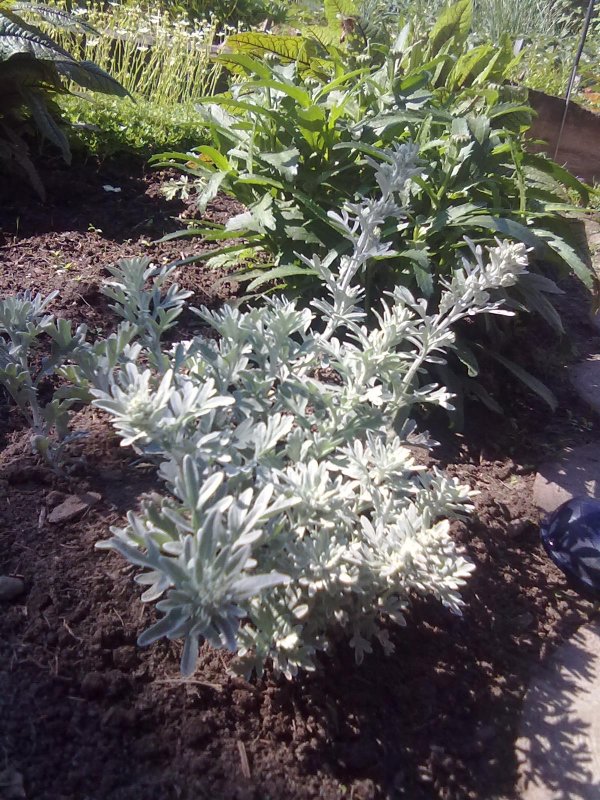 Полынь Каспийская Artemisia caspica