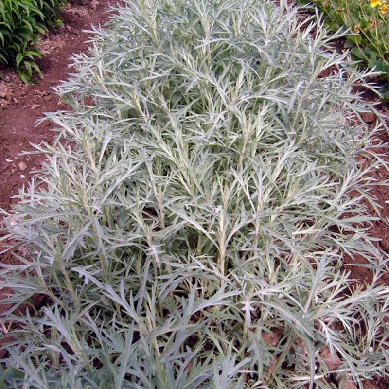 Полынь Людовика (Artemisia ludoviciana)