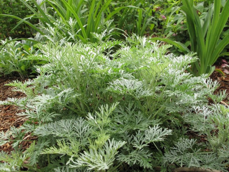 Полынь Людовика Сильвер Квин Полынь Людовика (Artemisia ludoviciana)