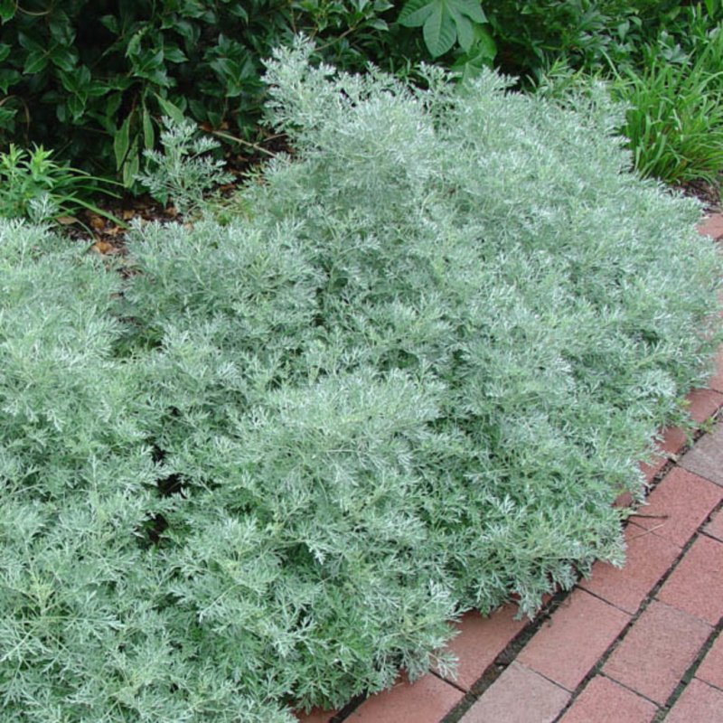 Artemisia ludoviciana Silver Queen