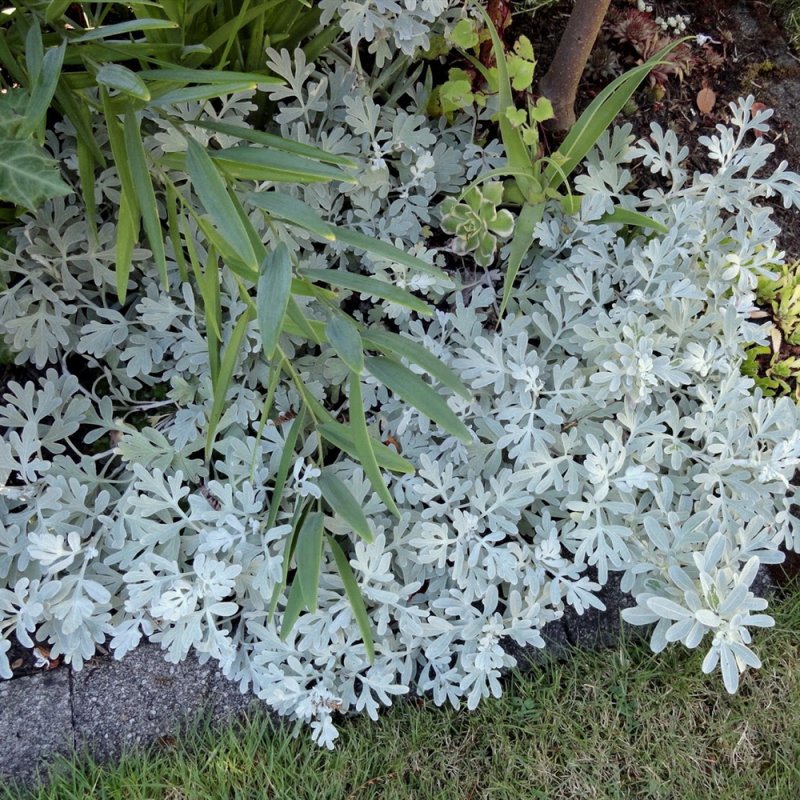 Полынь Стеллера Silver Brocade