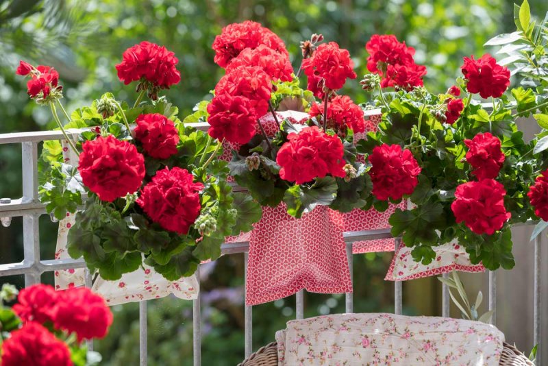 Пеларгония плющелистная balcon Red