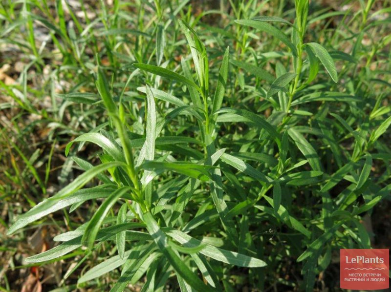 Полынь Artemisia dracunculus Senior
