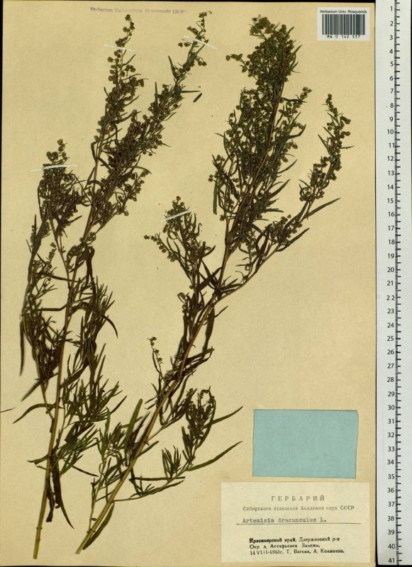 Полынь людовициана Artemisia ludoviciana