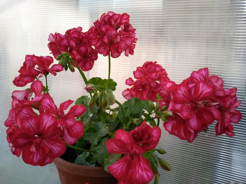 Пеларгония плющелистная Grandeur Ivy Arctic Rose