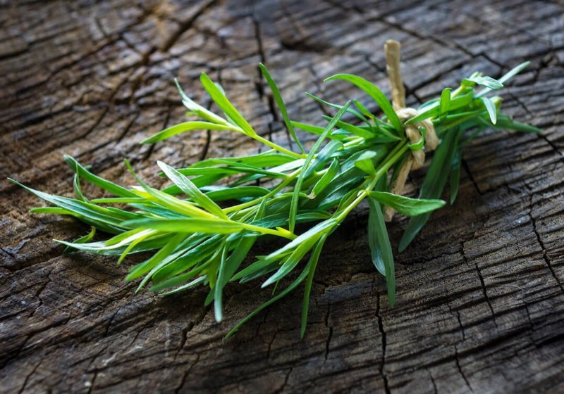 Artemisia dracunculus - Полынь эстрагон - Tarragon