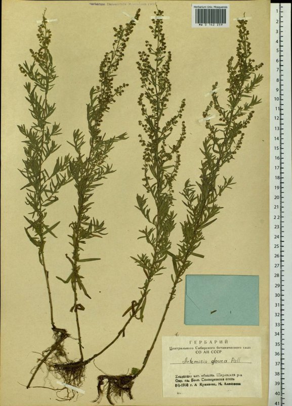 Artemisia dracunculus French Dragon