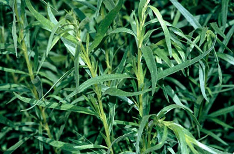 Artemisia dracunculus - Полынь эстрагон - Tarragon