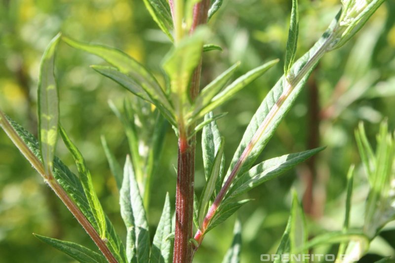Полынь Artemisia Makana Silver