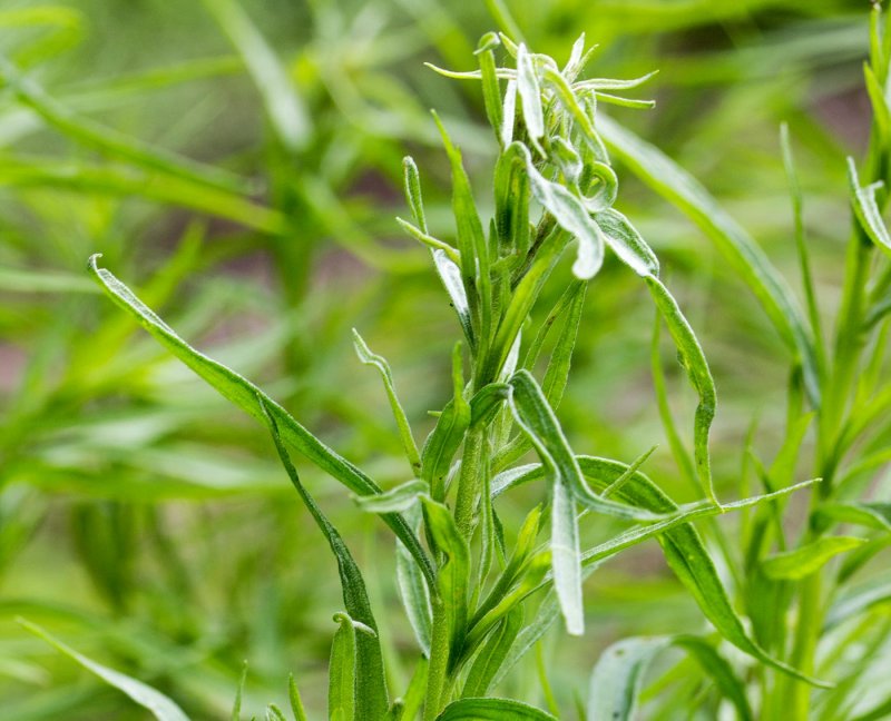 Mugwort (Artemisia vulgaris) Полынь обыкновенная.