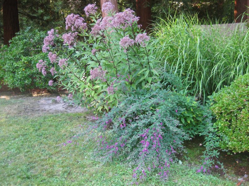 Eupatorium Purple Bush