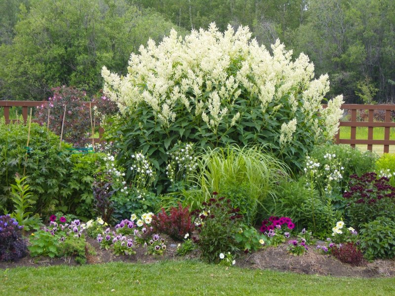 Горец Persicaria polymorpha