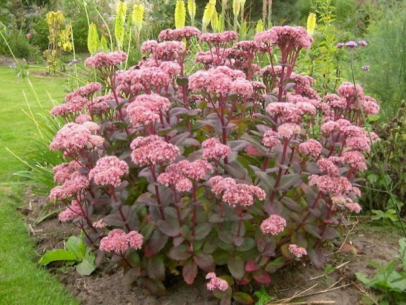 Очиток телефиум (Sedum telephium `Munstead Dark Red`)