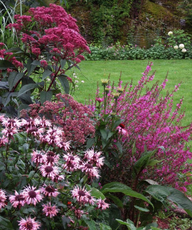Посконник пятнистый (Eupatorium maculatum `Atropurpureum`)