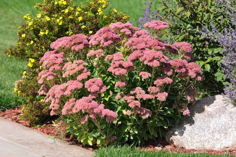 Очиток Видный (Sedum spectabile `Carmen`)